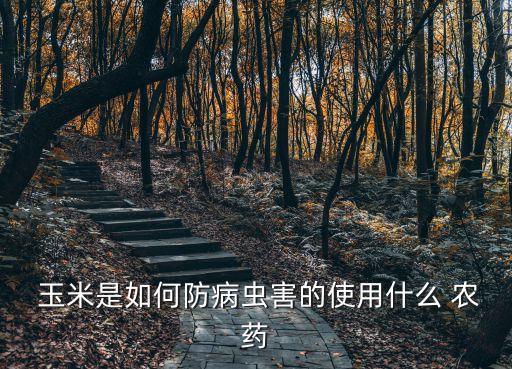 玉米現在能打什么農藥,請問玉米現在什么價格