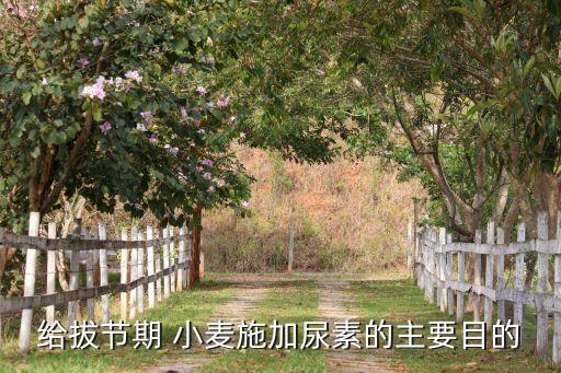 小麥種植為什么要加農藥