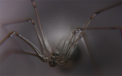 芝麻防治用什么農藥,芝麻打什么農藥高產