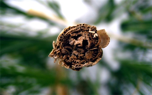 比喻農藥的詞語是什么花,比喻花爭相開放的詞語是什么