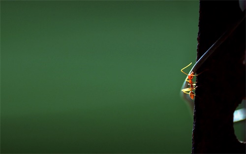 ,什么農藥是棕色